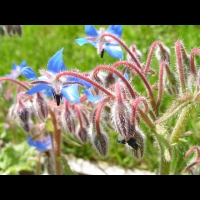 Borago officinalis (4)